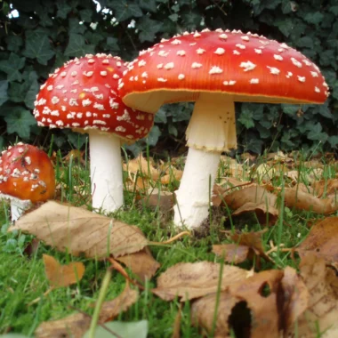 Top 5 Reasons to Start Microdosing Amanita Mushrooms for Mental Clarity