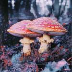 ghostmanufacturing_28294_amanita_mushroom_microdosing_label_d805d577-e7a5-4ff5-a89d-0db70de7faa3
