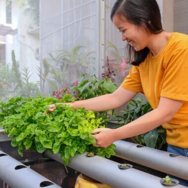 Hydroponic Gardening 101: How to Grow Fresh Produce at Home