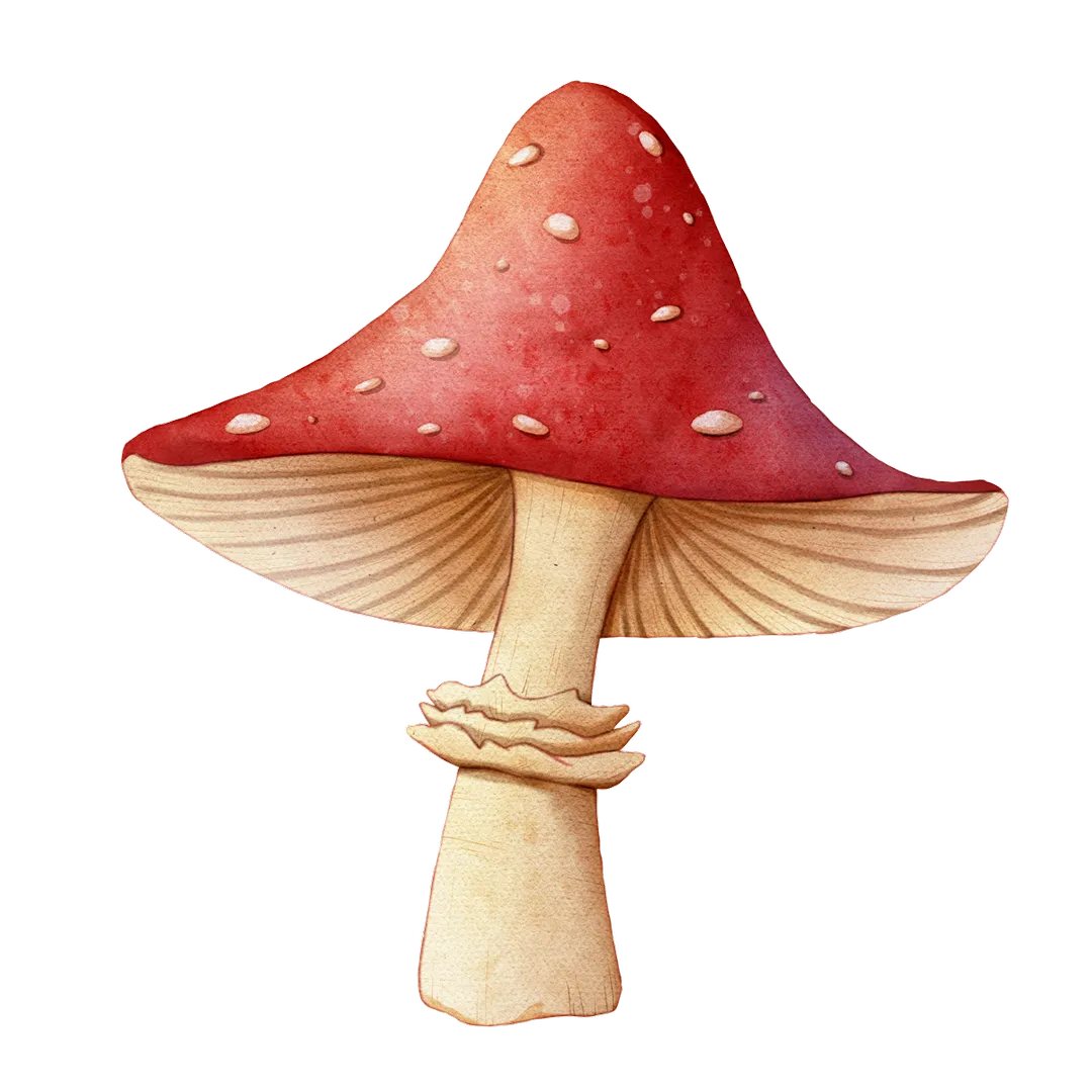Amanita Mushrooms: